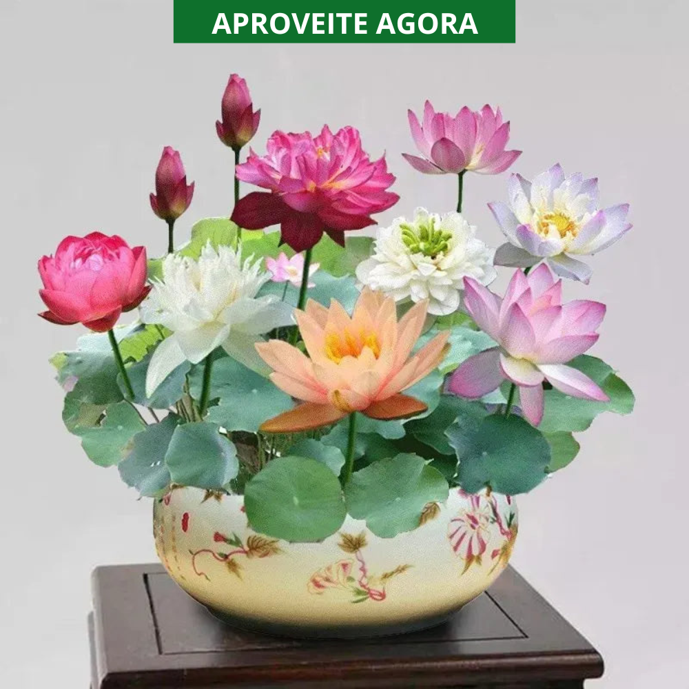 🌸 A Sagrada Flor de Lótus Bonsai 💐+ [BRINDE ESPECIAL]